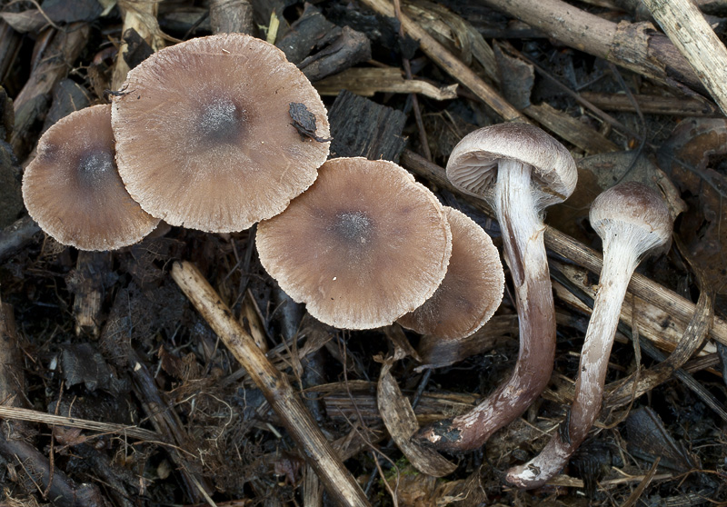 Cortinarius decipiens